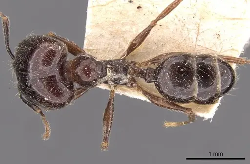 Pheidole foreli - CASENT0907779