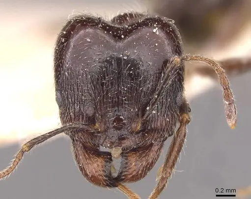 Pheidole foreli - CASENT0907779