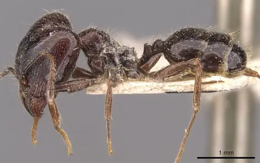 Pheidole foreli - CASENT0907779