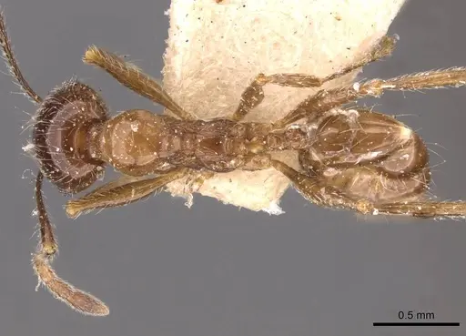 Pheidole foreli - CASENT0907780