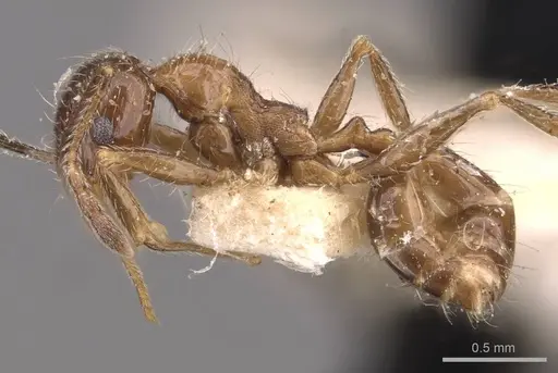 Pheidole foreli - CASENT0907780