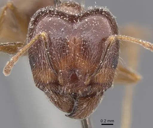 Pheidole foreli - CASENT0913325