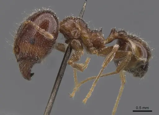 Pheidole foreli - CASENT0913325