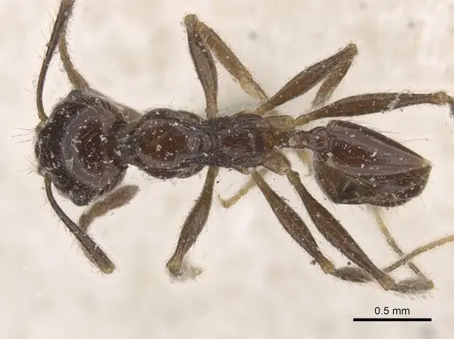 Pheidole foreli - CASENT0913326