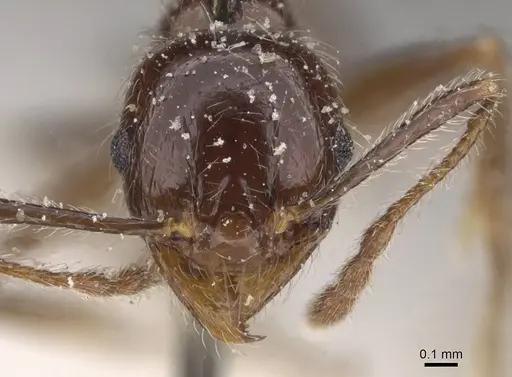 Pheidole foreli - CASENT0913326