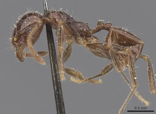 Pheidole foreli - CASENT0913326