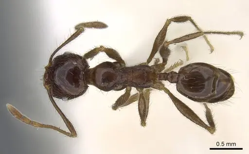 Pheidole foreli - CASENT0922195