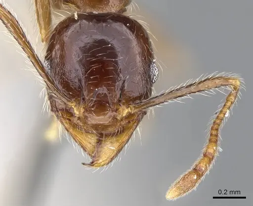Pheidole foreli - CASENT0922195