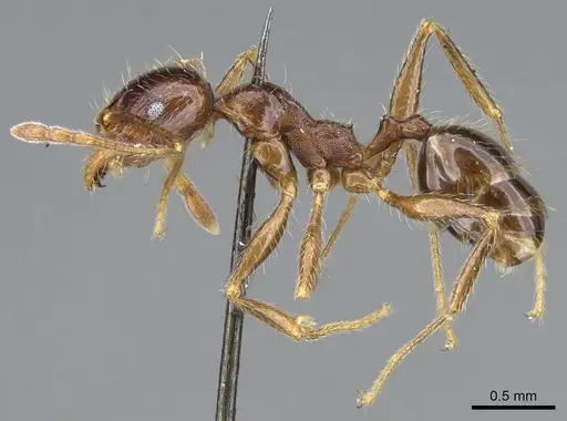 Pheidole foreli - CASENT0922195