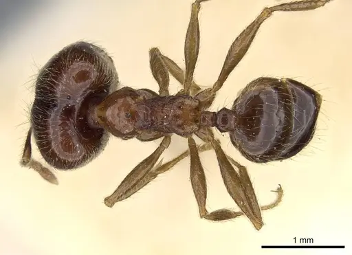 Pheidole foreli - CASENT0922196