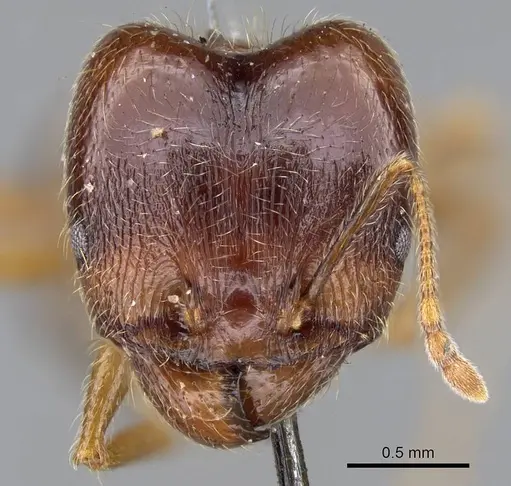 Pheidole foreli - CASENT0922196