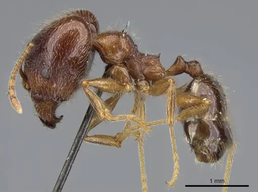 Pheidole foreli - CASENT0922196