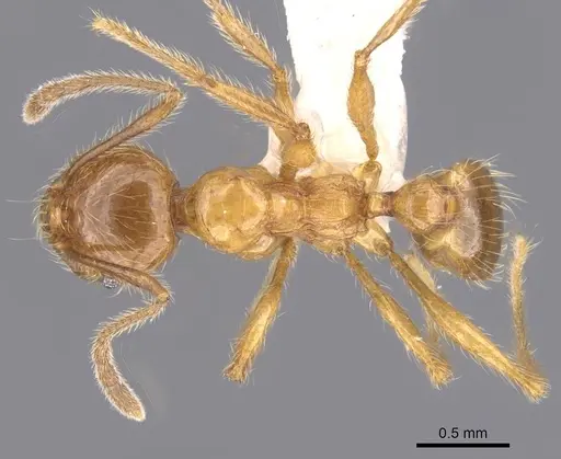 Pheidole fortis specimen