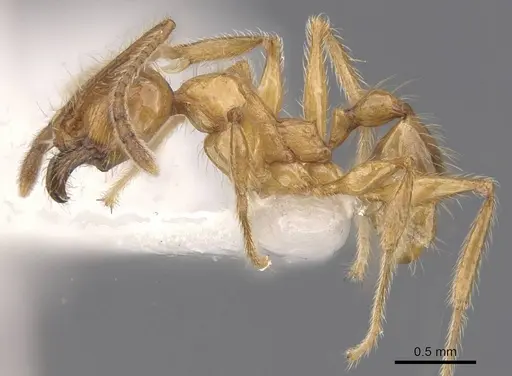 Pheidole fortis specimen