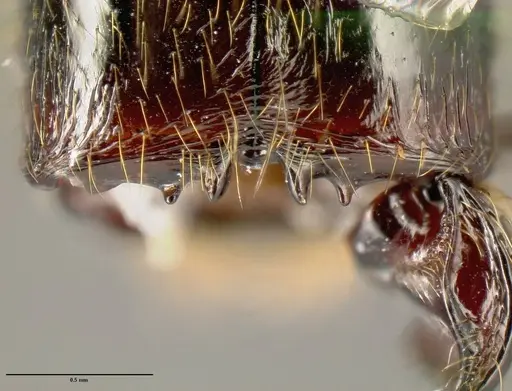 Pheidole fossimandibula specimen