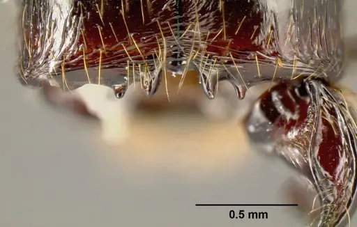 Pheidole fossimandibula specimen