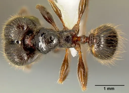 Pheidole fossimandibula - CASENT0608928