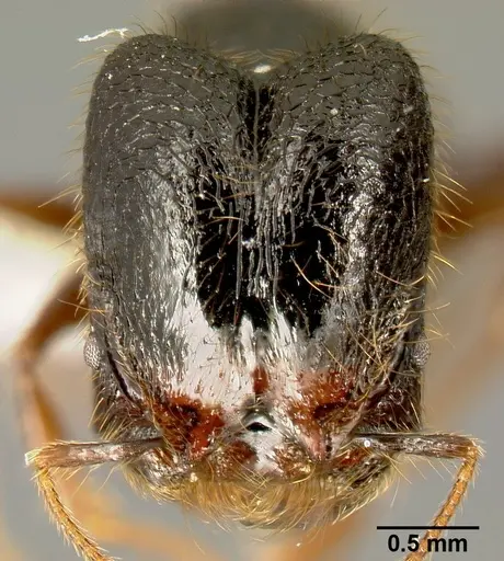Pheidole fossimandibula - CASENT0608928