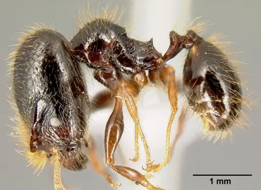 Pheidole fossimandibula - CASENT0608928