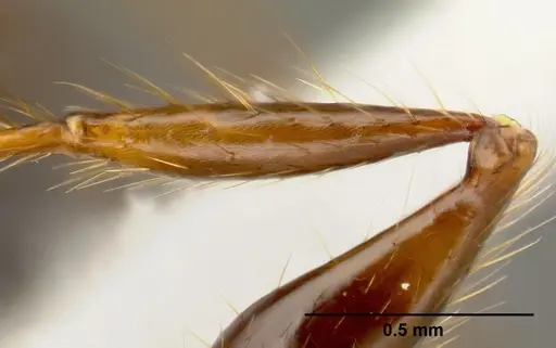 Pheidole fossimandibula - CASENT0608928