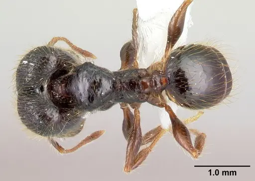 Pheidole fossimandibula - CASENT0608931