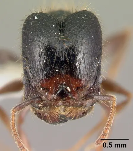 Pheidole fossimandibula - CASENT0608931