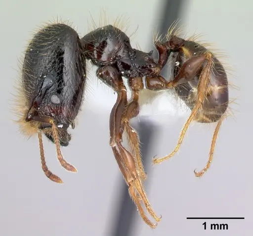 Pheidole fossimandibula - CASENT0608931