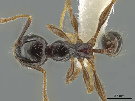 Pheidole fossimandibula - CASENT0608942