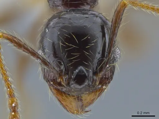 Pheidole fossimandibula - CASENT0608942