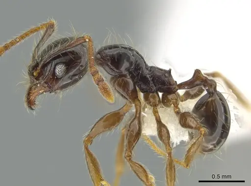 Pheidole fossimandibula - CASENT0608942