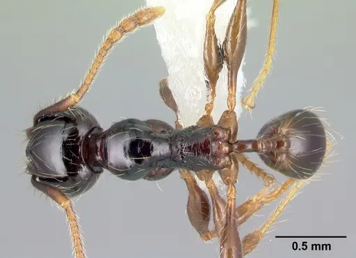 Pheidole fossimandibula - CASENT0608948