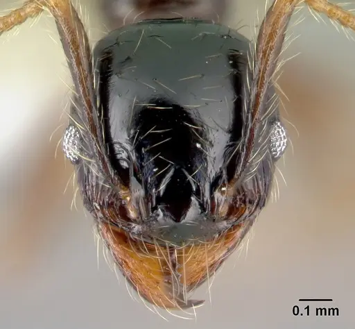 Pheidole fossimandibula - CASENT0608948