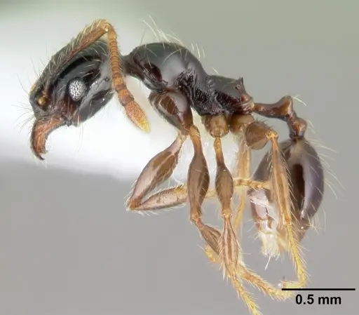 Pheidole fossimandibula - CASENT0608948