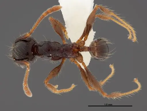 Pheidole fossimandibula - CASENT0608951