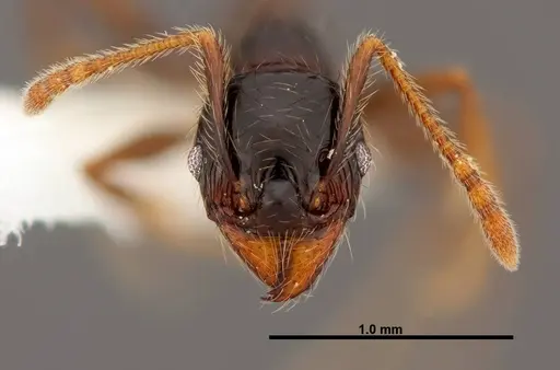 Pheidole fossimandibula - CASENT0608951