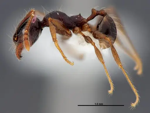 Pheidole fossimandibula - CASENT0608951