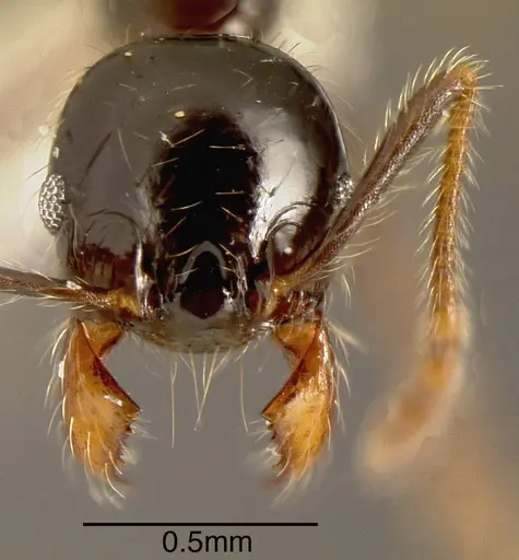 Pheidole fossimandibula - INBIOCRI001243092