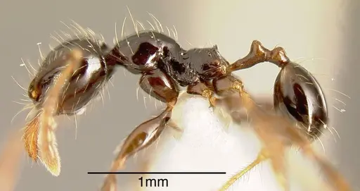 Pheidole fossimandibula - INBIOCRI001243092