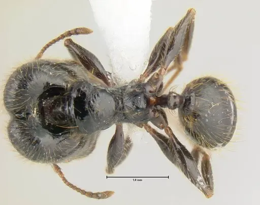 Pheidole fossimandibula - JTLC000007158