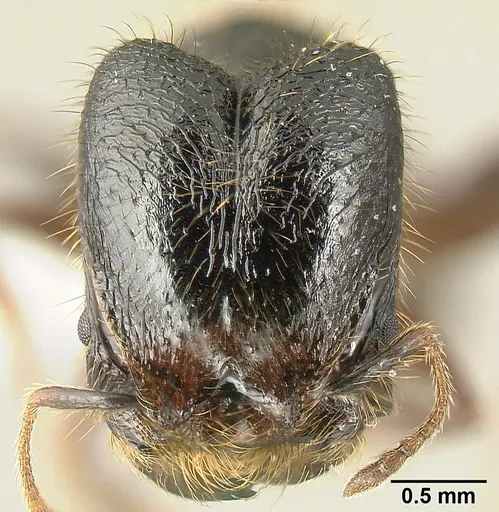 Pheidole fossimandibula - JTLC000007165