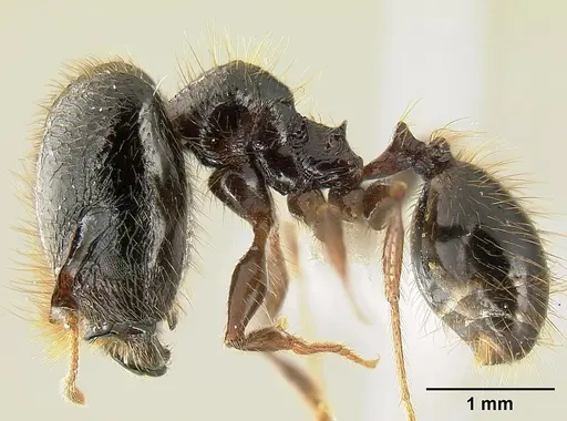 Pheidole fossimandibula - JTLC000007165
