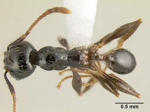 Pheidole fossimandibula - JTLC000007166