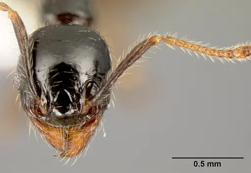 Pheidole fossimandibula - JTLC000007166