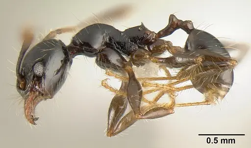 Pheidole fossimandibula - JTLC000007166