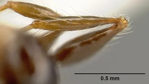 Pheidole fossimandibula - JTLC000007166
