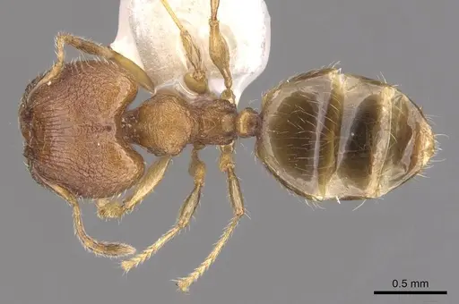 Pheidole foveolata specimen