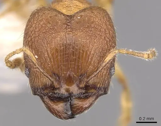 Pheidole foveolata specimen