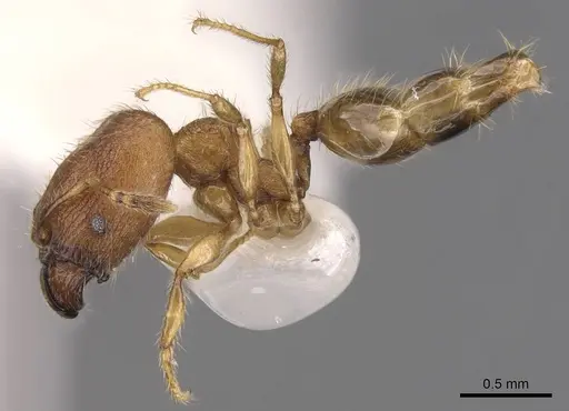 Pheidole foveolata specimen