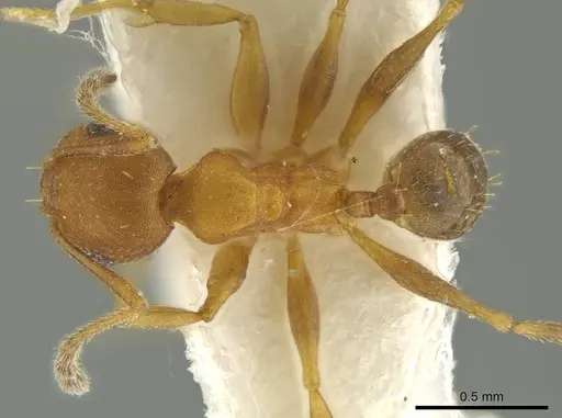 Pheidole fowleri specimen