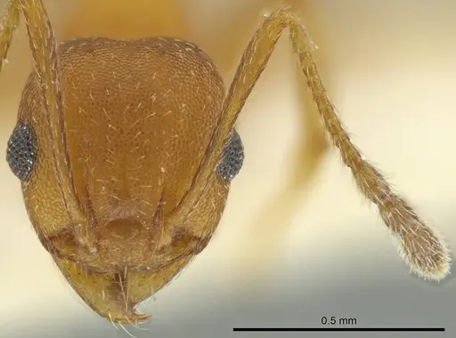 Pheidole fowleri specimen
